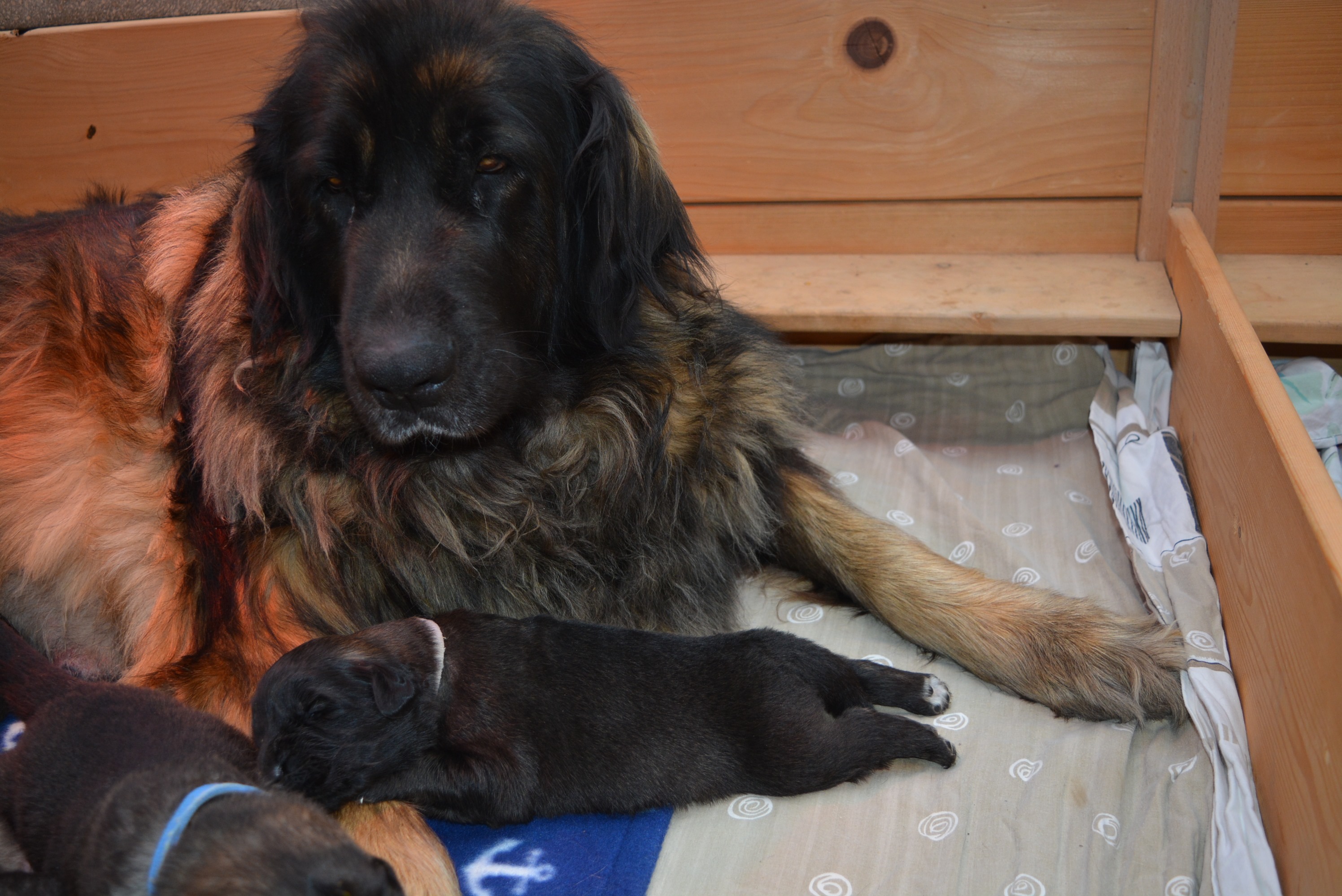 Nachwuchs Leonberger Von Feldschloss Webseite