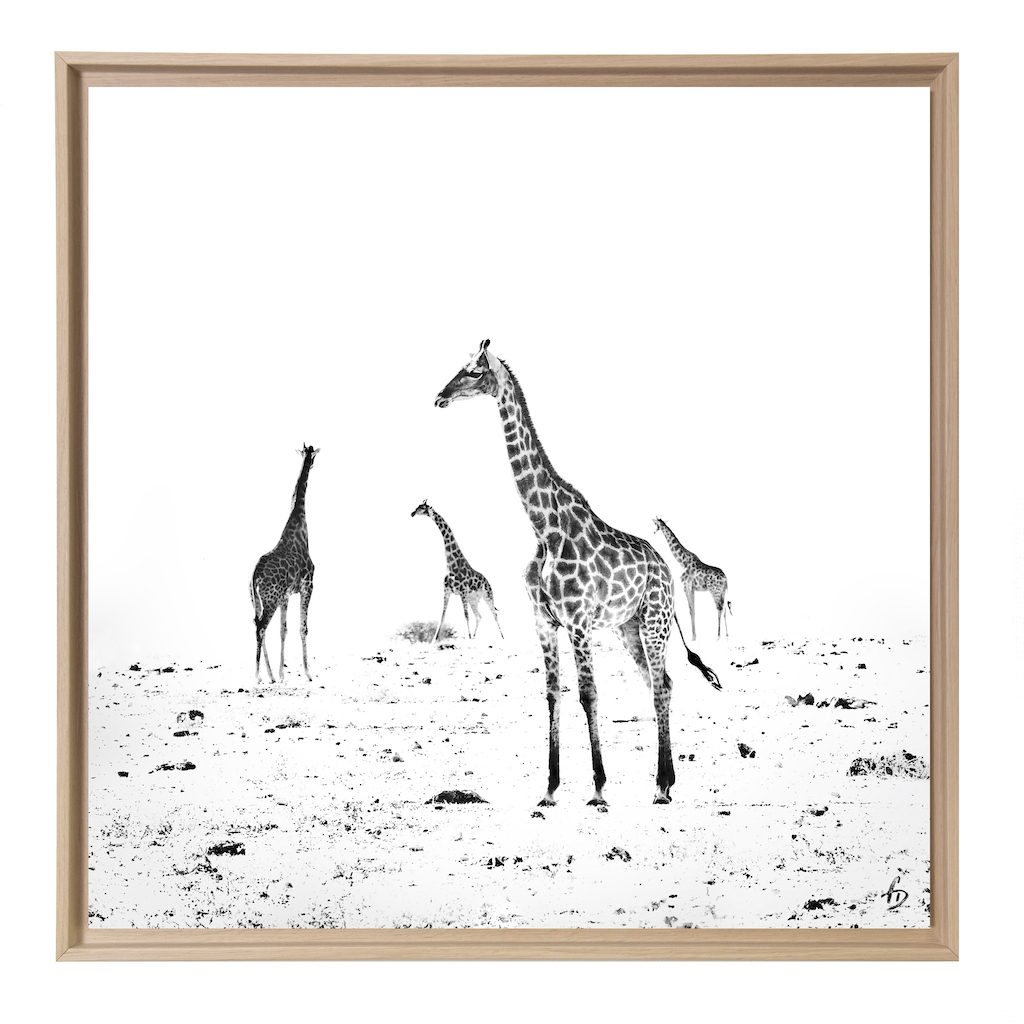 Quatre girafes en noir et blanc