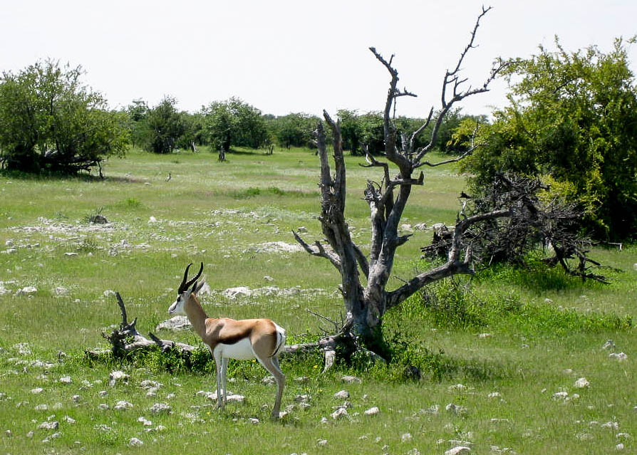 Im Etosha Nationalpark