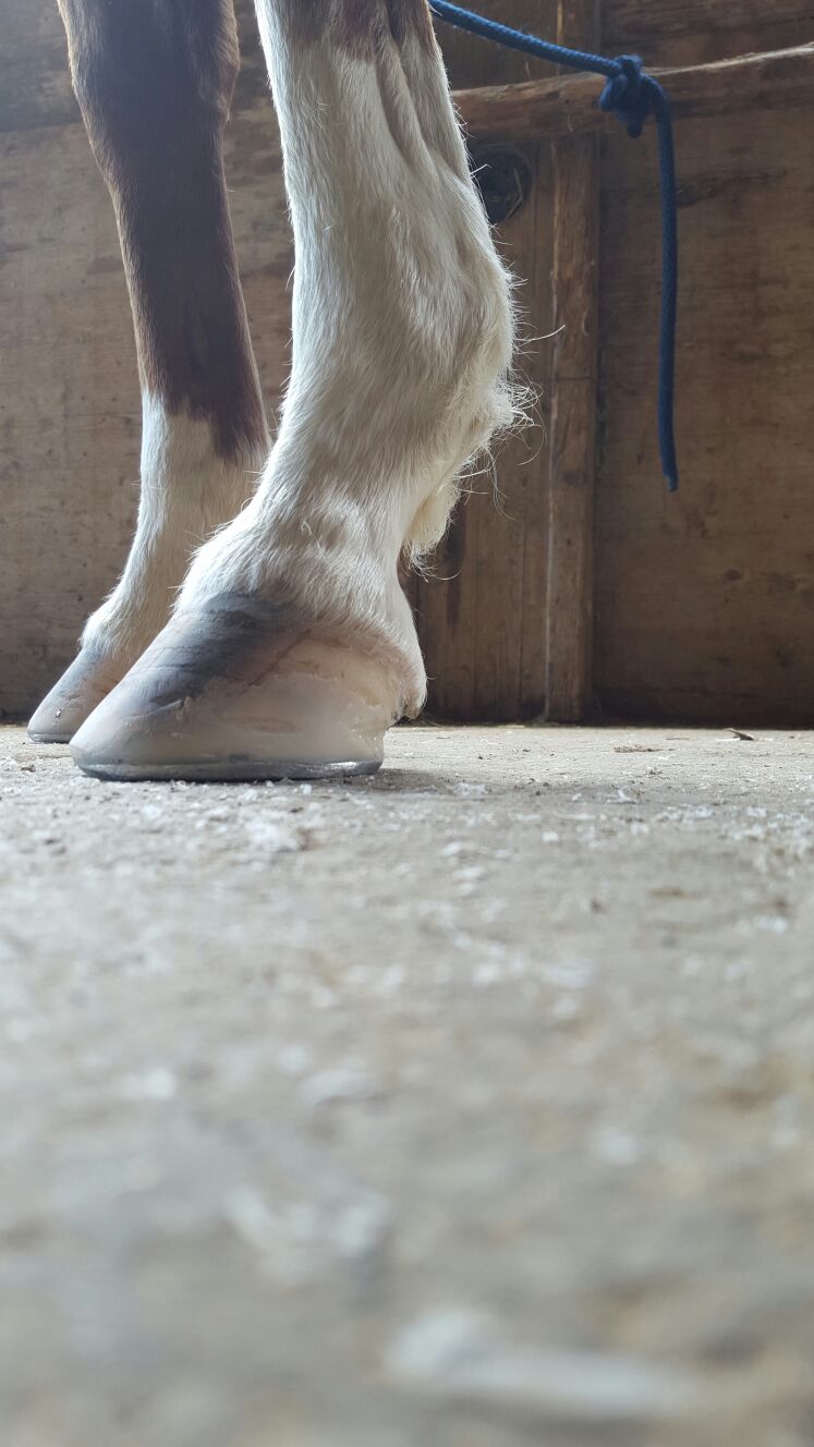 Example thhufbeschlags seite!