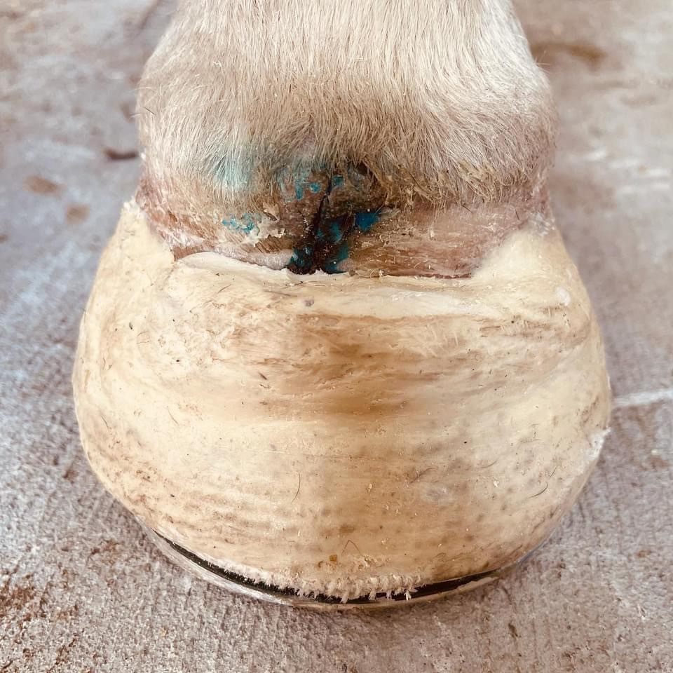 Example thhufbeschlags seite!