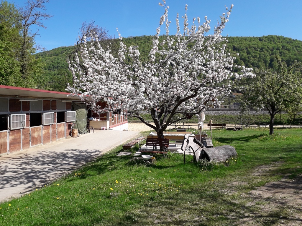 Baumblüte im Mai 