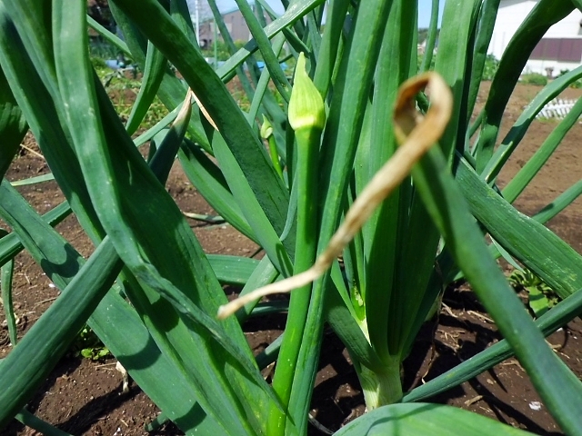 玉ねぎの花芽を食べてみよう ブログ うちの畑でとれちゃいました 玉ねぎの花芽を食べてみよう ブログ うちの畑でとれちゃいました