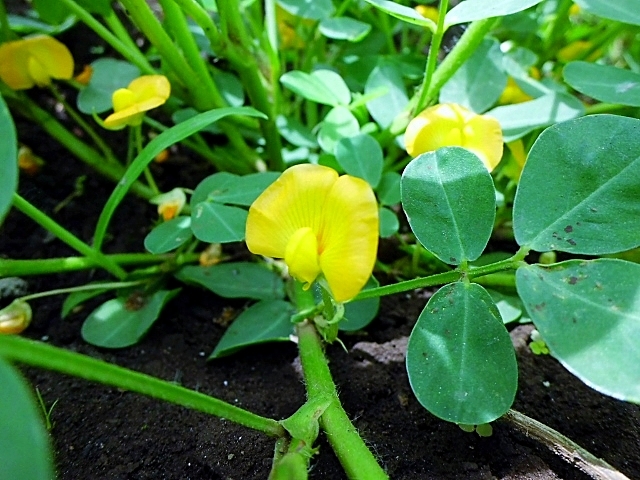 落花生の花が咲いたら ブログ うちの畑でとれちゃいました