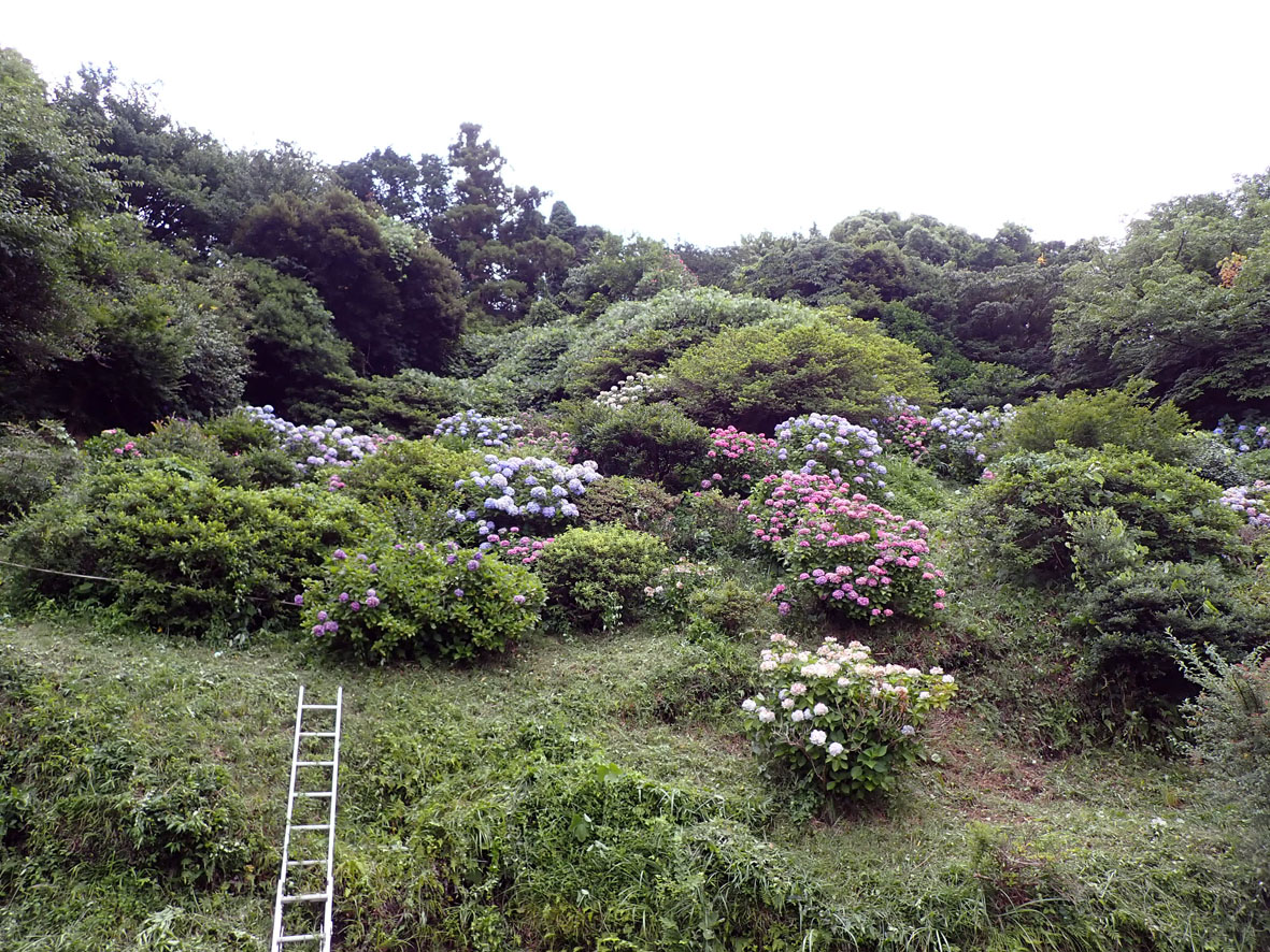 寺分1丁目緑地