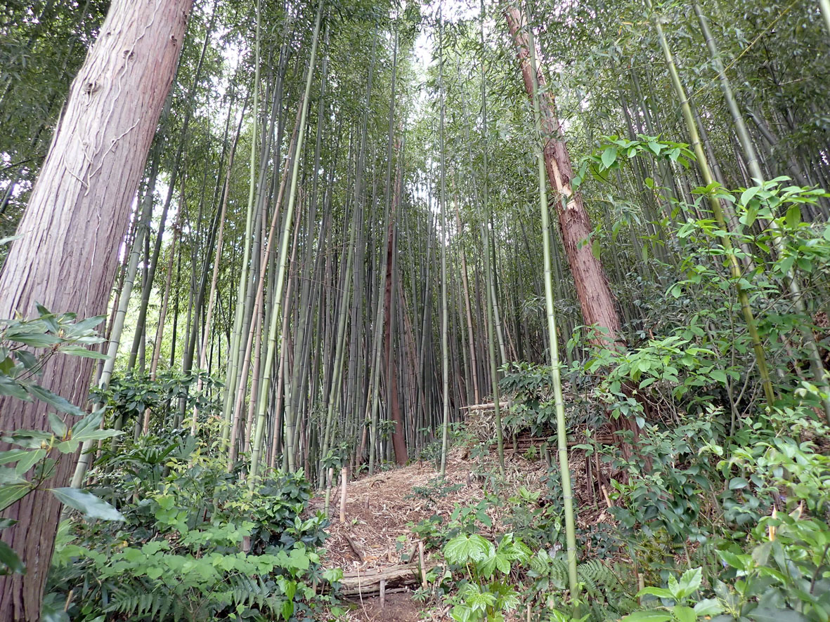 夫婦池公園