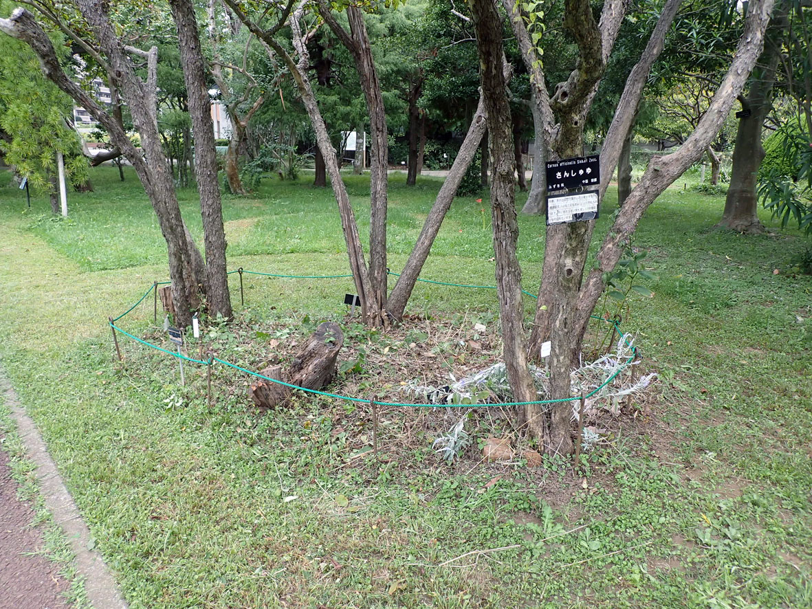 大船フラワーセンター