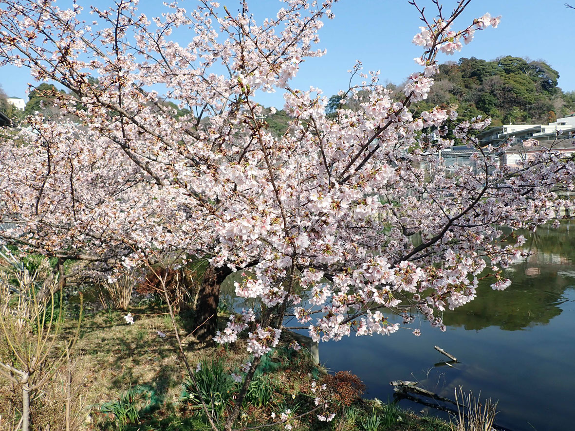 玉縄谷戸池