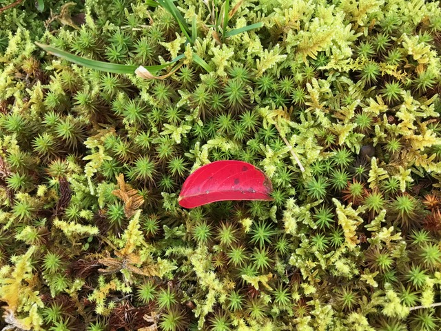 紅百日紅の葉