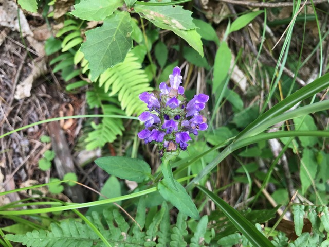 ウツボグサ（靫草）