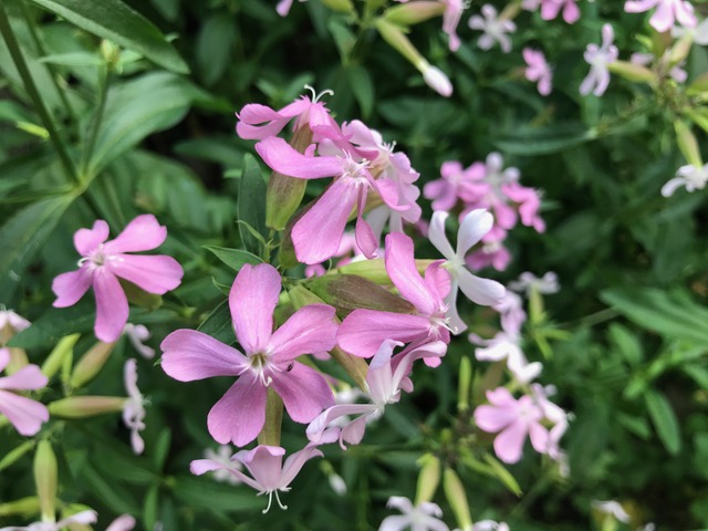 soapwort(ソープワート)