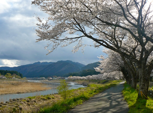 図書館裏の桜並木