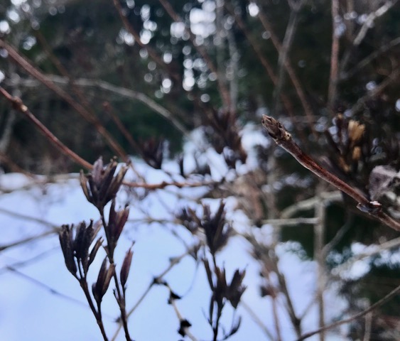 ベニウツギの枯れた実　新芽