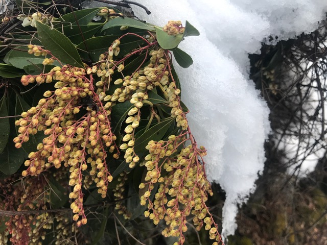 馬酔木の蕾