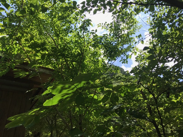 「小屋」のそばの雑木