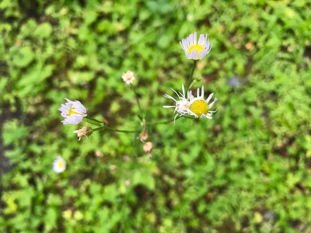 ひょろっとした ヒメジョオンの花