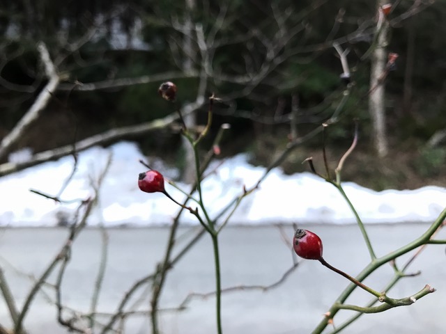 茨の実