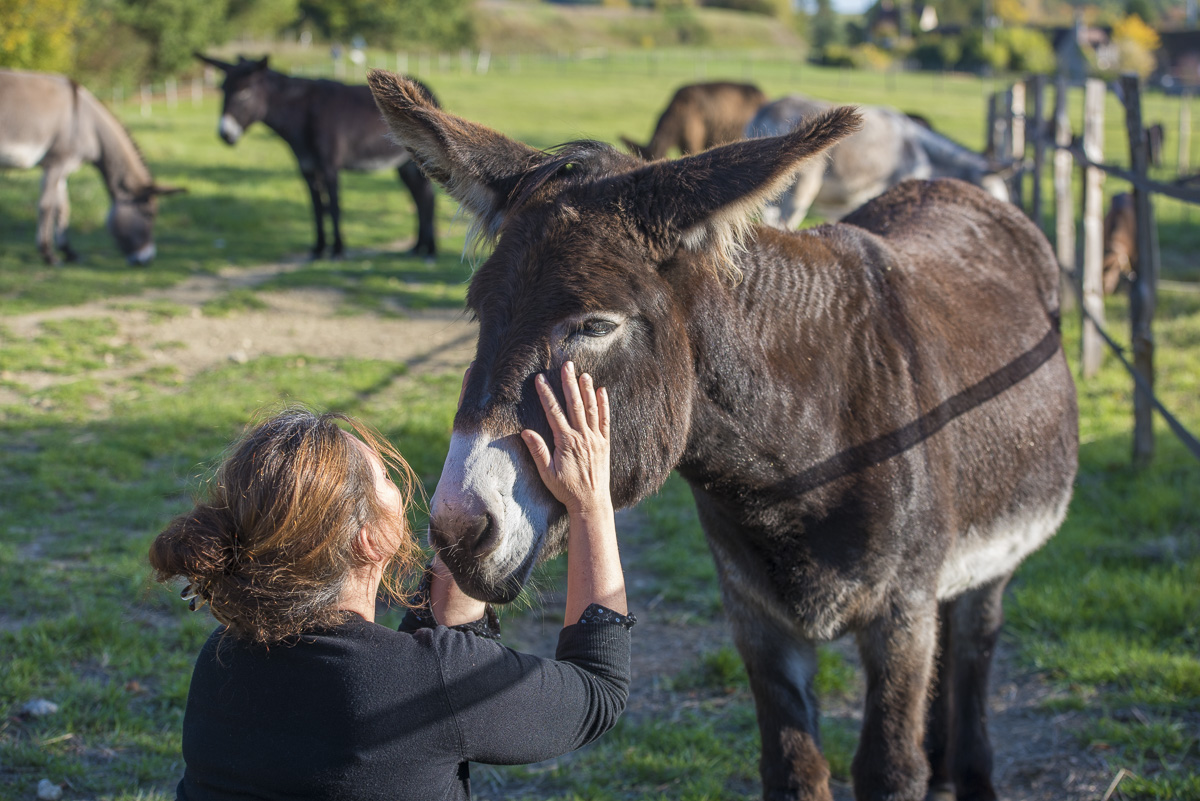 Sélection De Livres Jeunesse Sur Lâne Médiation Animale - 