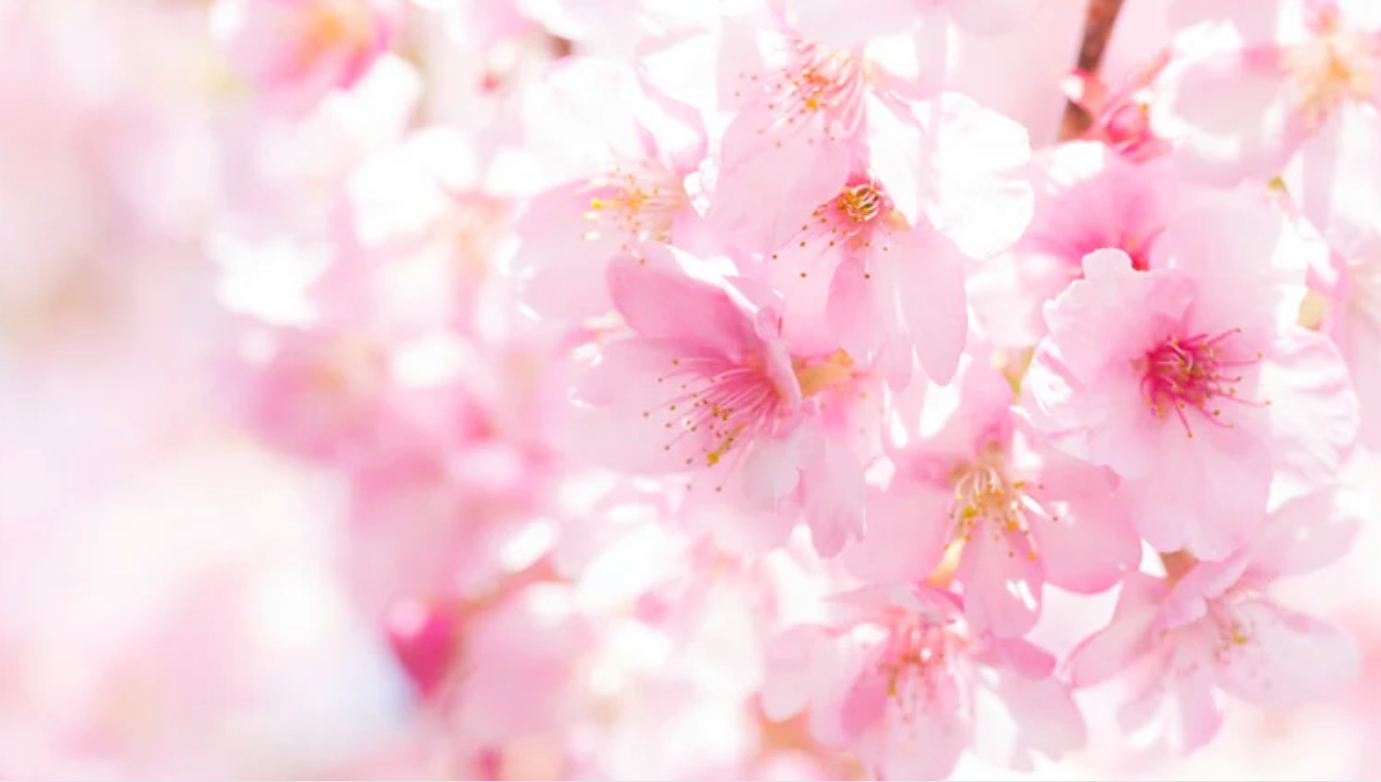 あと何回桜が観れるだろうか・・「死を受け入れ生きていますか？」