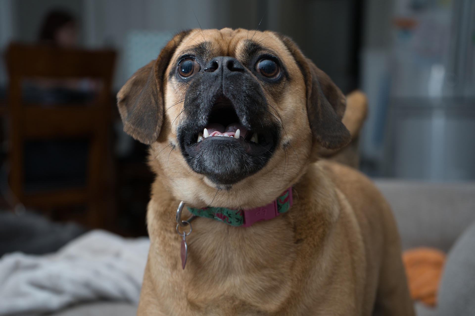Kläffer-Hunde - hier einige Tips