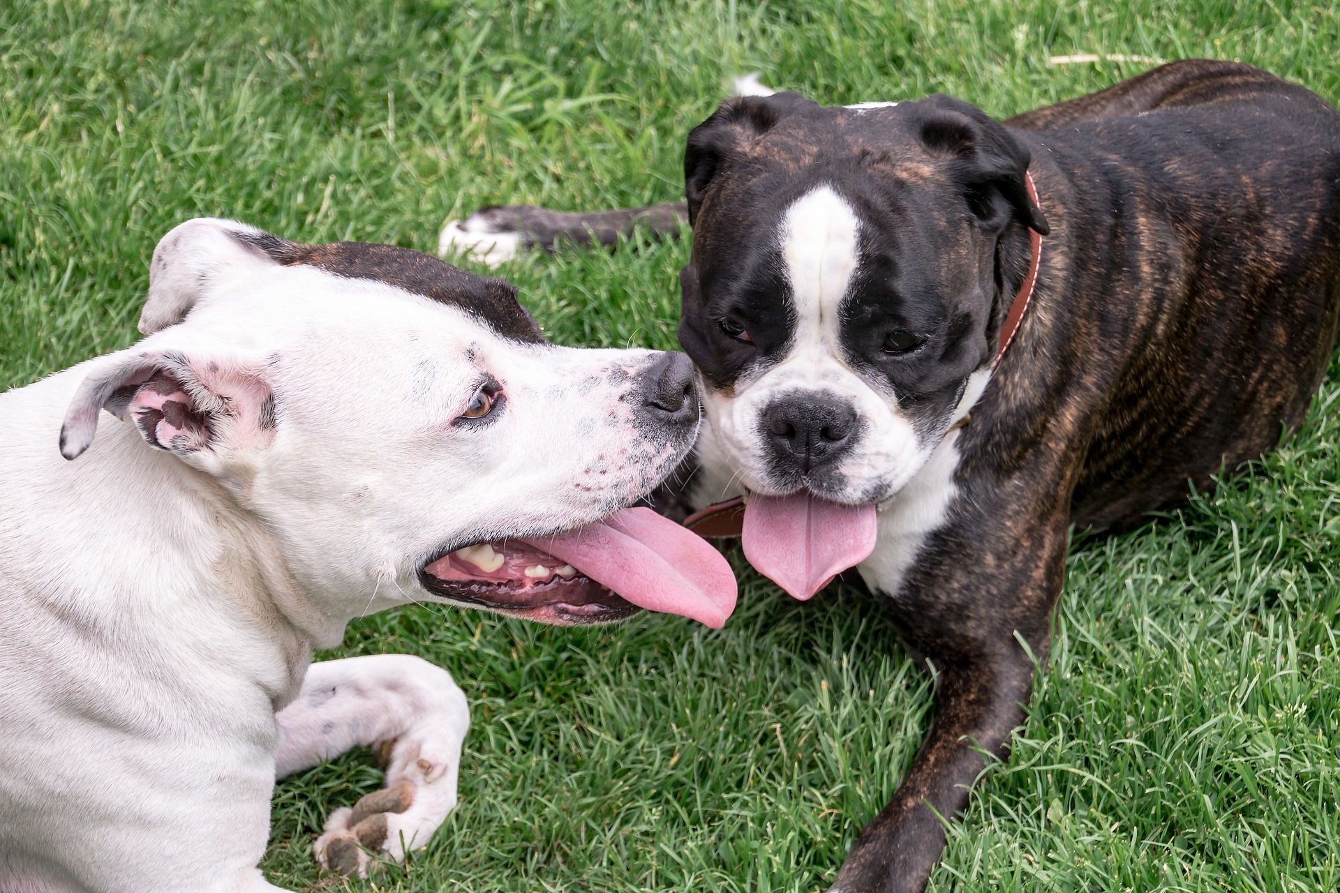 Hunde auspowern – sinnvoll?