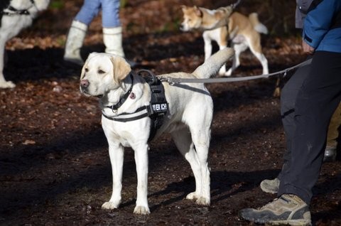 Justus Jonas, Labrador