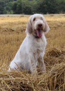 Frida, Spinone Italiano