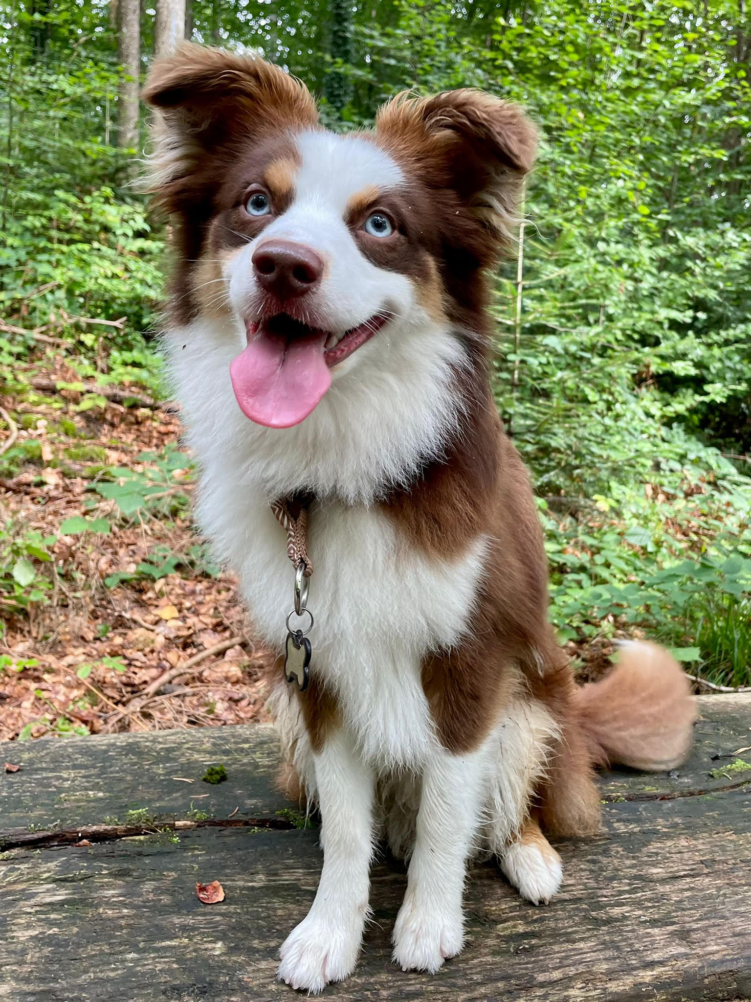 Lui