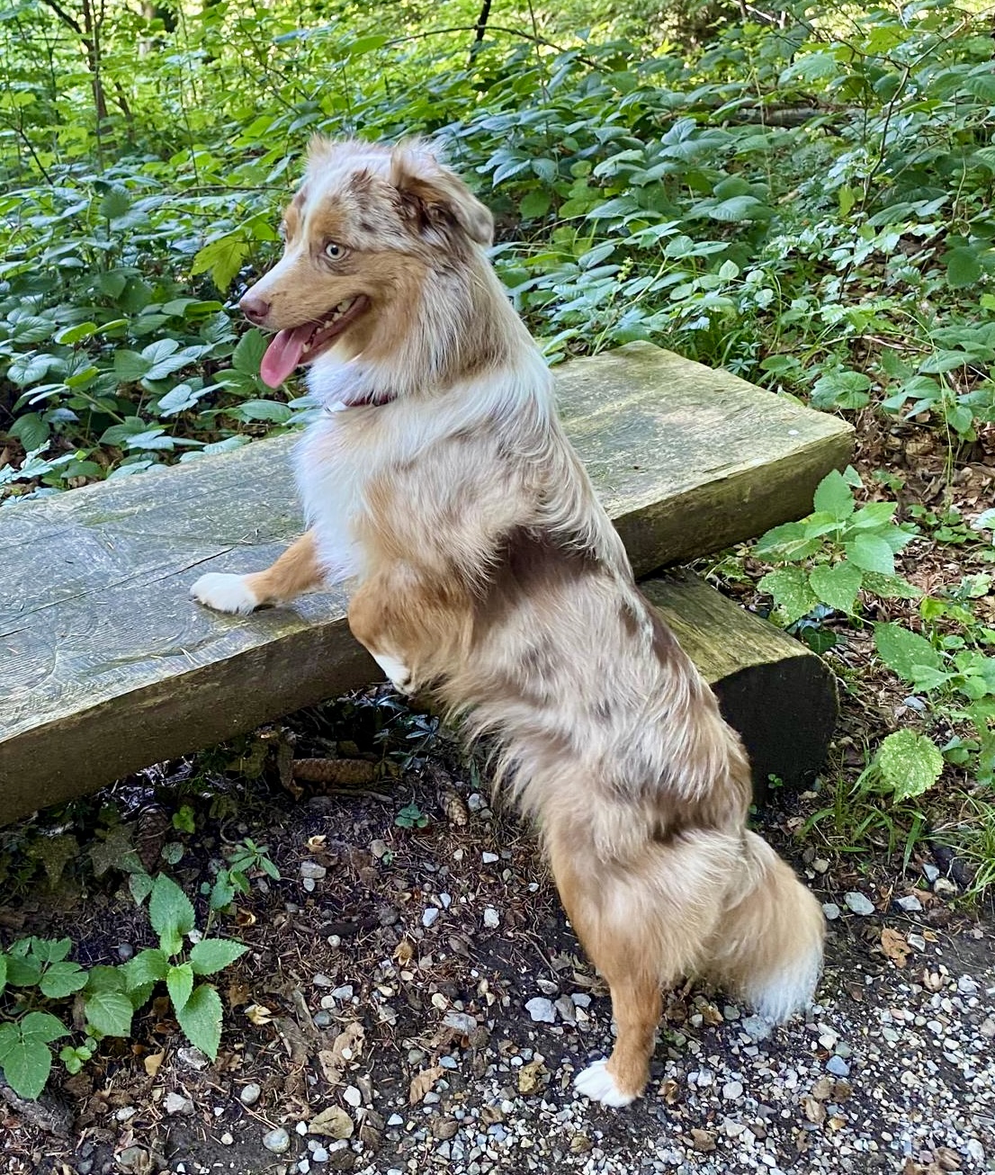 Ronja