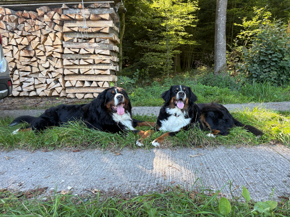 Nick vom Rüschbode & Ava vom Margelland
