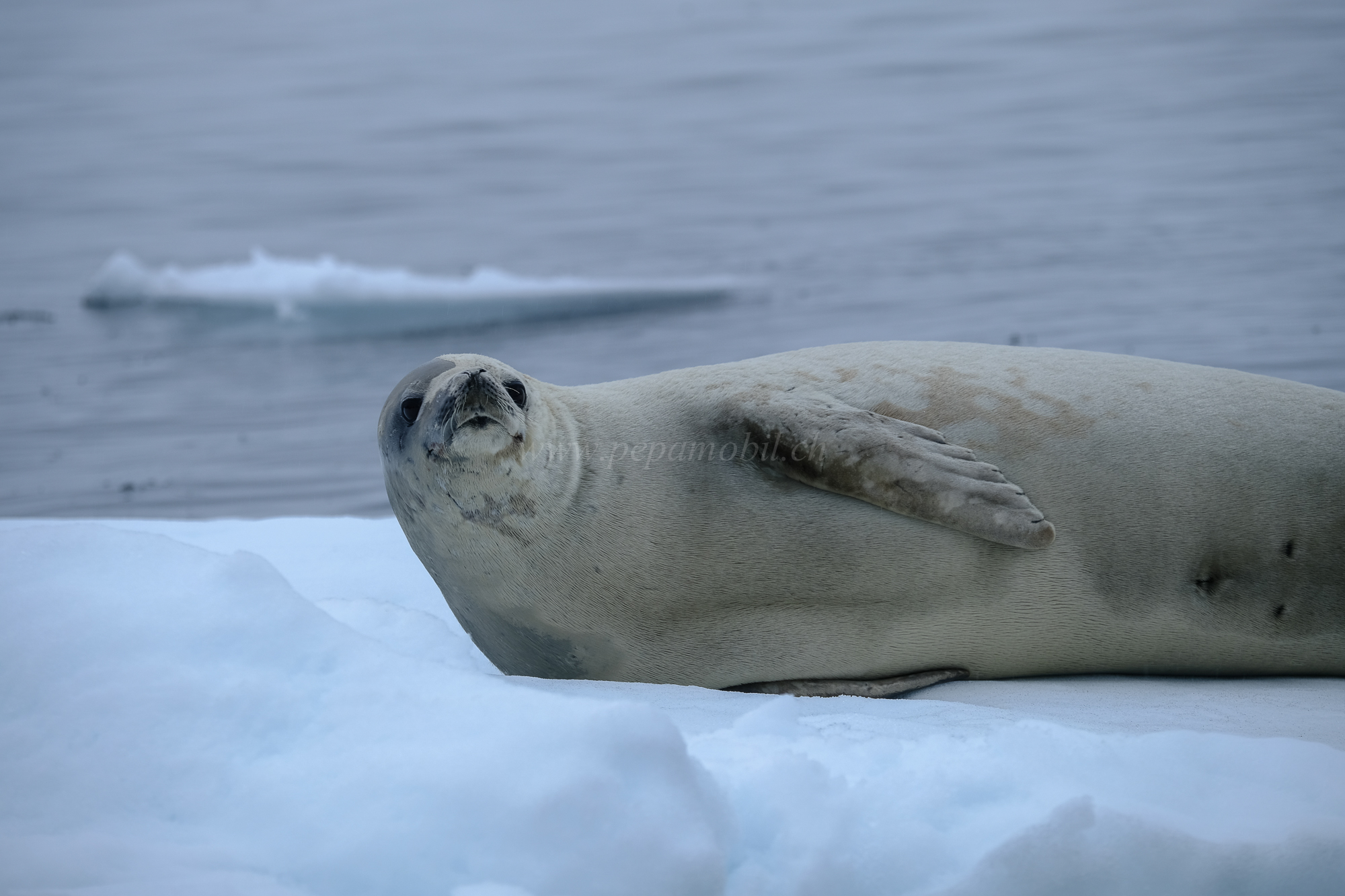 Frauen suchen männer antartica