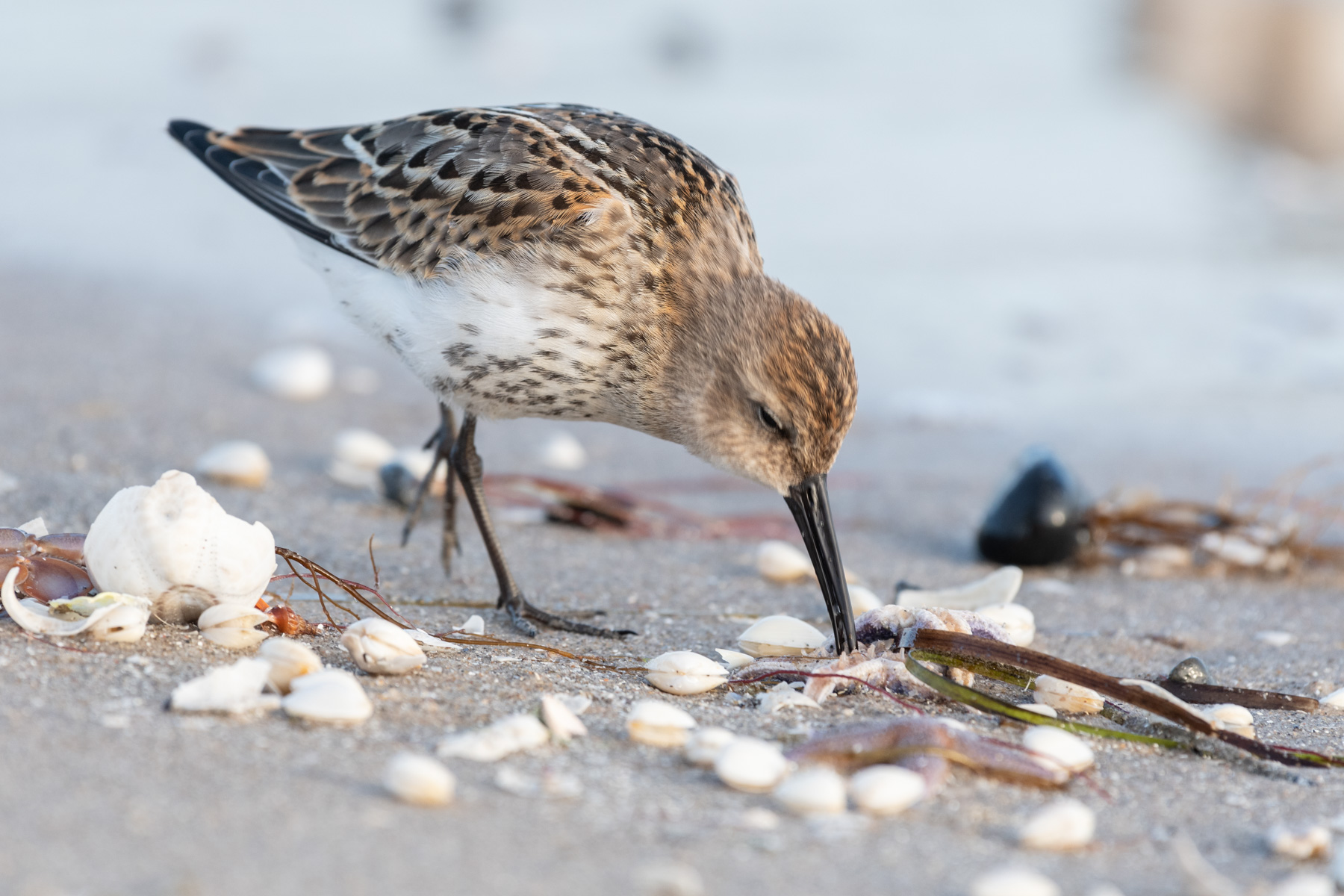 Strandläufer