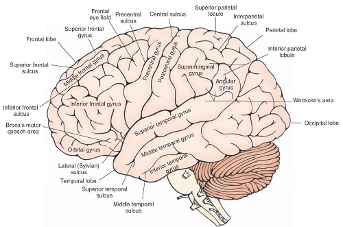 sulci and gyri of the brain