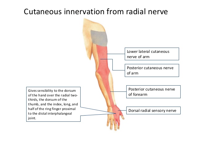 cutaneous innervation of the radial nerve