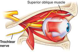 muscles innervated by the trochlear nerve