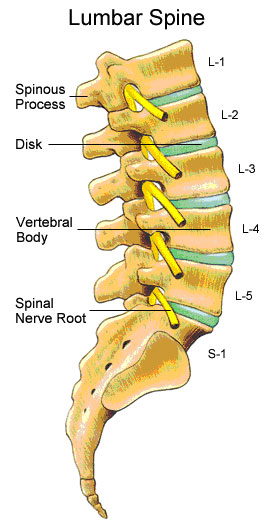 lumbar vertebral collumn