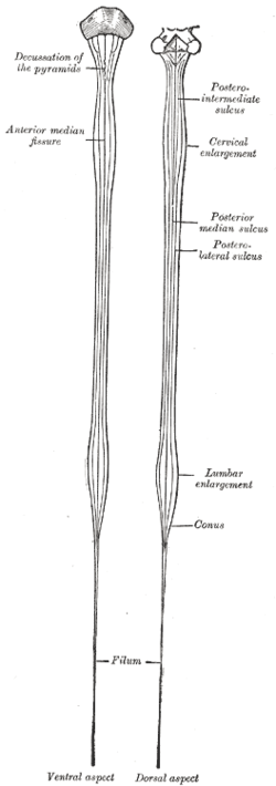 spinal cord overview