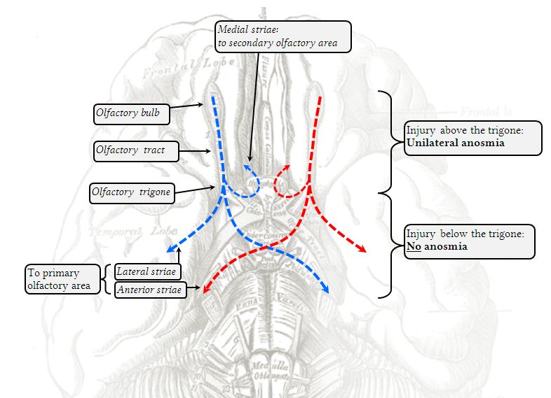 Ni Olfactory Nerve