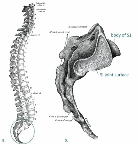 sacrum and coccyx