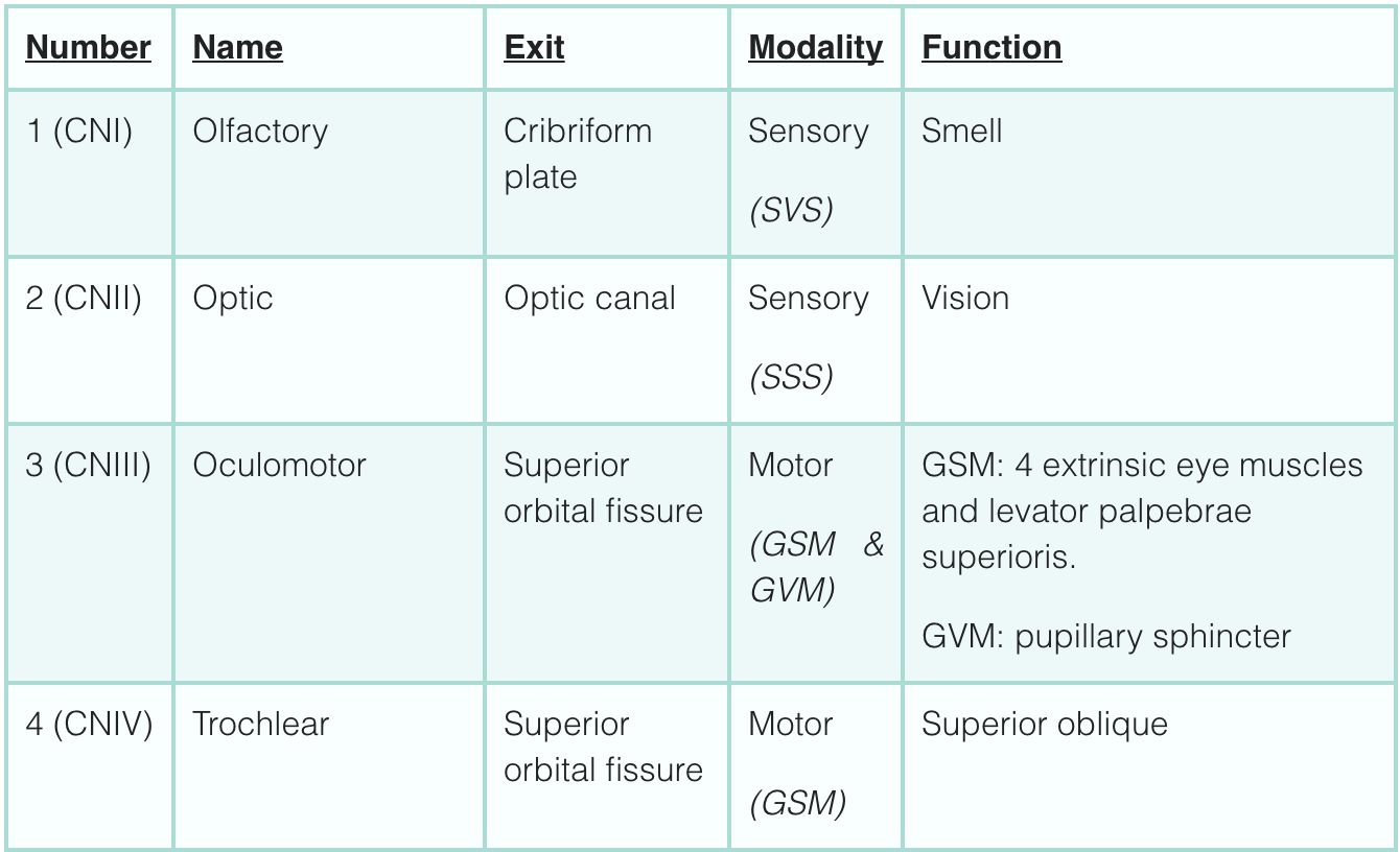 Cranial nerves neurologyneeds