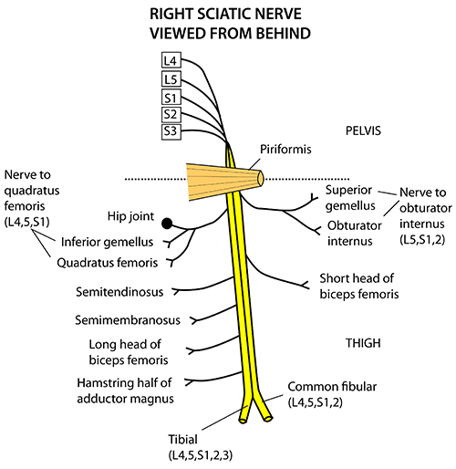 Sciatic Nerve Muscle Innervation Biology Diagrams