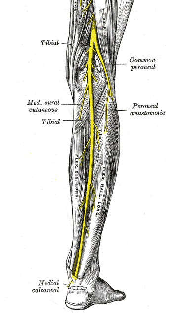 tibial nerve