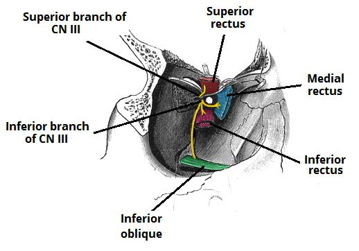 Oculomotor nerve superior and inferior branches