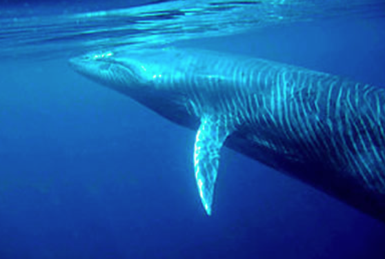 Ondes sonores des chants des baleines, des sonars des dauphins, qui imprègnent les océans de leurs chants.