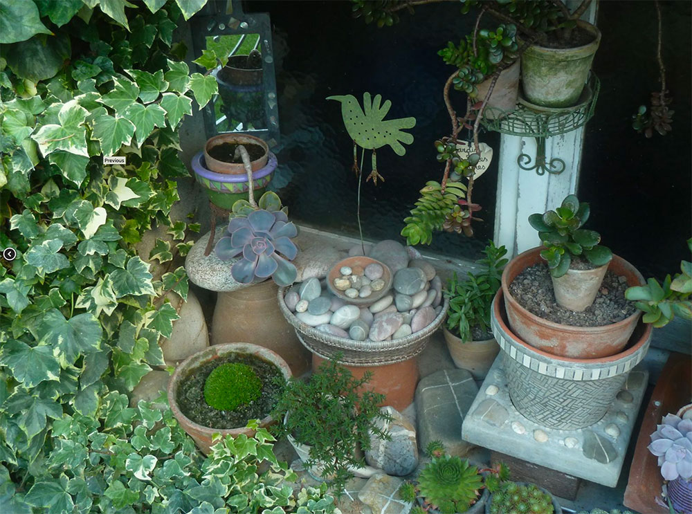Succulentes dans le jardin de Cécile Bouvarel à Saint-Sauveur-le-Vicomte