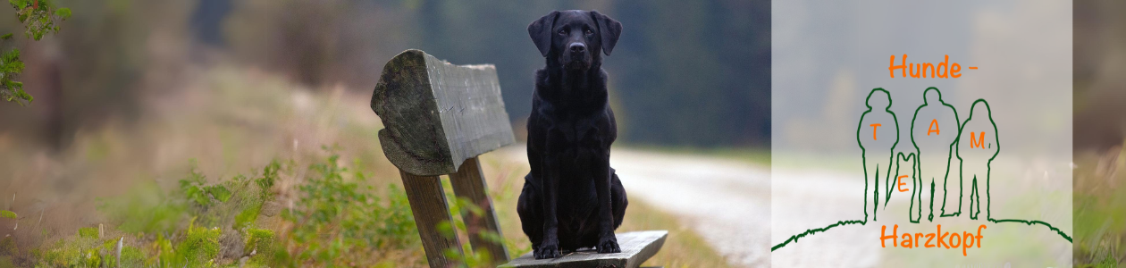hundeschule-dummydogs Webseite!