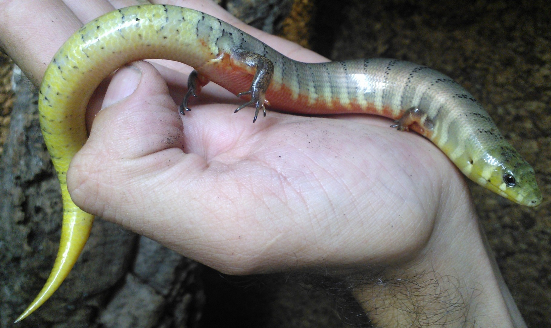 Diploglossinae Doppelzungenschleichen rareherps.de Finest