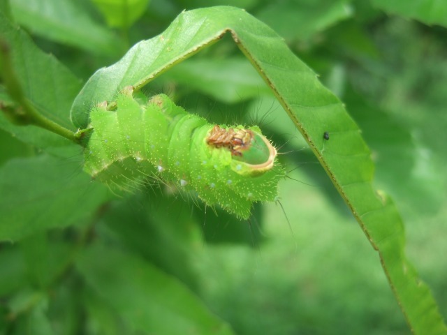 天蚕幼虫　3齢虫　噛み傷をつけて葉を自分の方に寄せて食べる