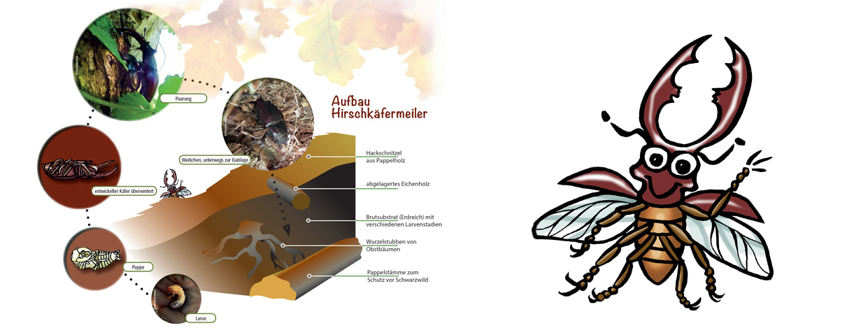 Illustration Lebenszyklus Hirschkäfer – Infotafel Schutzgebiet Gemeinde Ketsch 