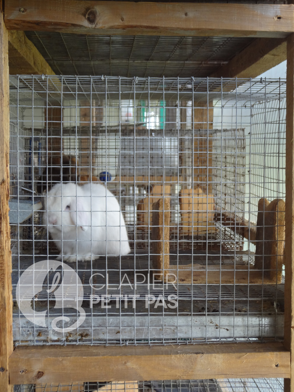 Chaque cage en grillage est équipé de planches de bois afin que le lapin puisse s'y reposer les pieds et gruger à son gré
